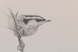 Realistic Bird Sketch Hand Drawn Pen Stock Illustration 275193902   Shutterstock