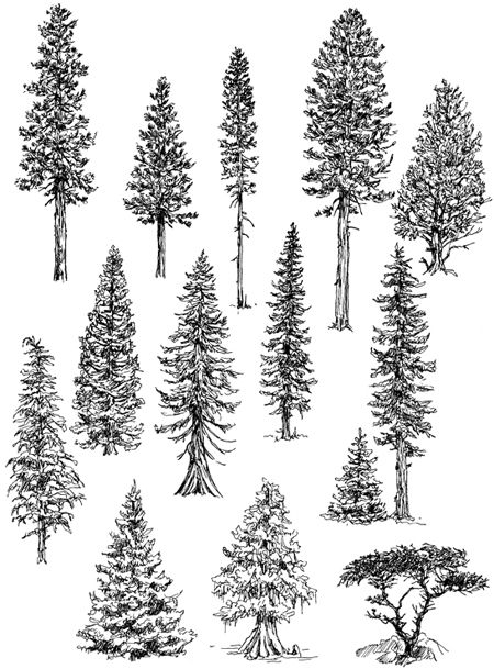 Pine and spruce trees Vector sketch illustration Forest and nature hand  drawn design elements set Stock Vector Image  Art  Alamy