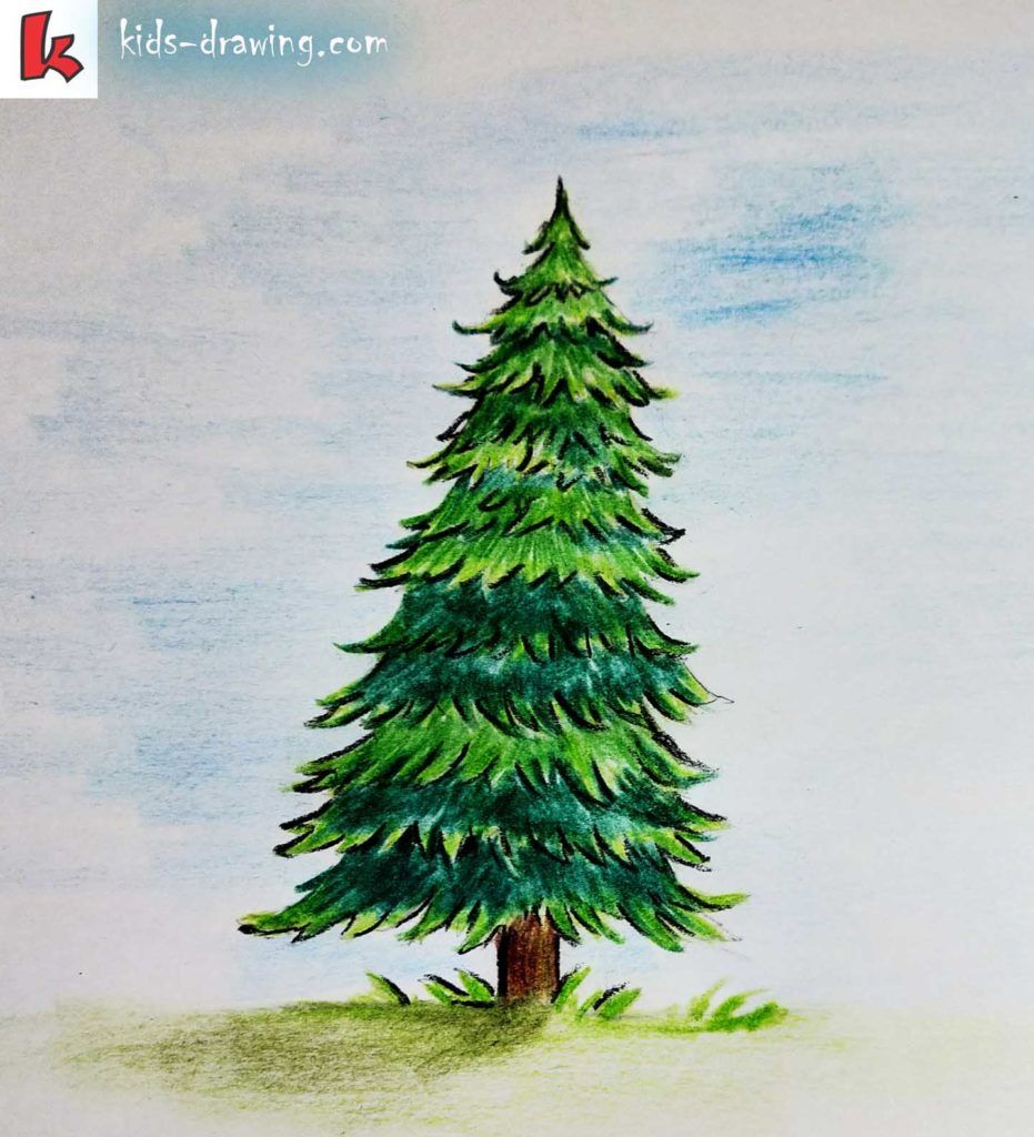 conifer drawing