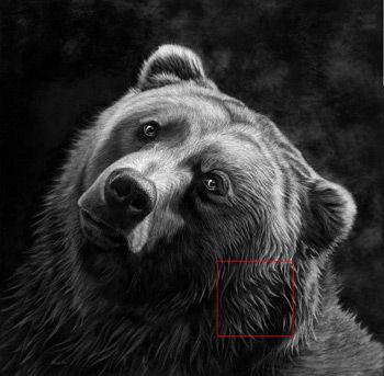 How to Draw Animal Fur in Scratchboard