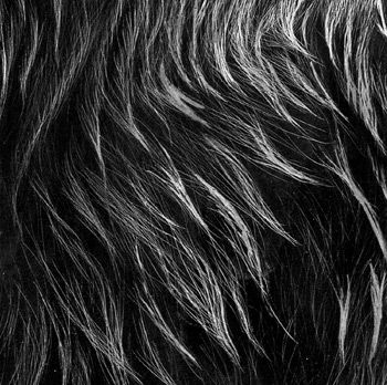 How to Draw Animal Fur in Scratchboard