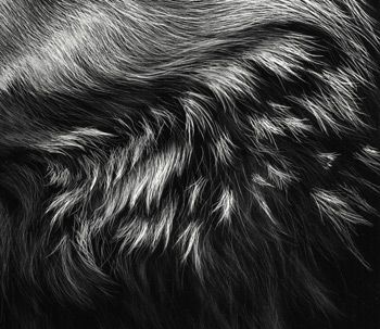 Scratchboard Tutorial: Creating Realistic and Soft Fur Textures, Blog Post