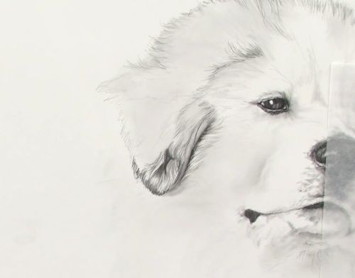 Draw a semi realistic stylized portrait of your pet by Gozzco_ | Fiverr