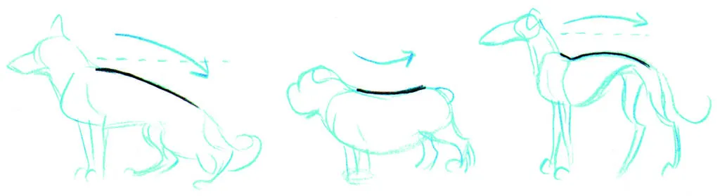 How to draw animals DogIntro_7 copy