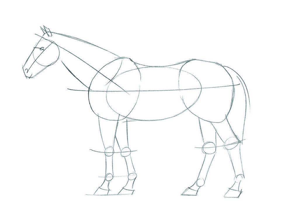 How to draw animals: HorseIntro_Standing5 copy