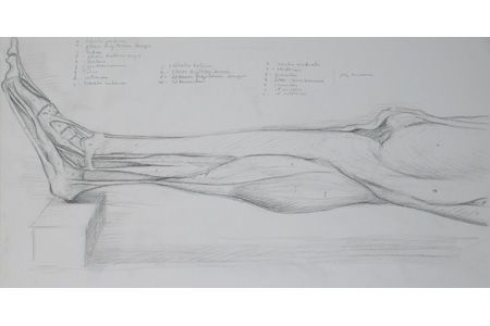 Human legs - drawing stock illustration. Illustration of practice - 6556274