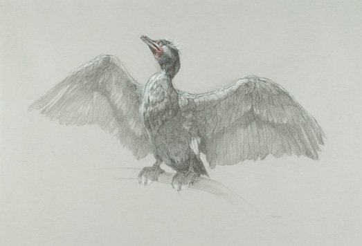 Patricia Traub's drawing of a cormorant.