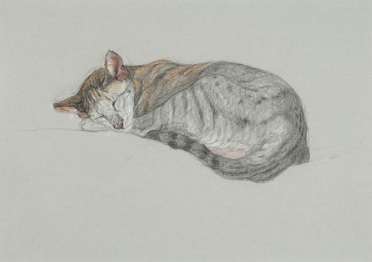 Patricia's sketch, Long Sleep, shows how to draw a cat.