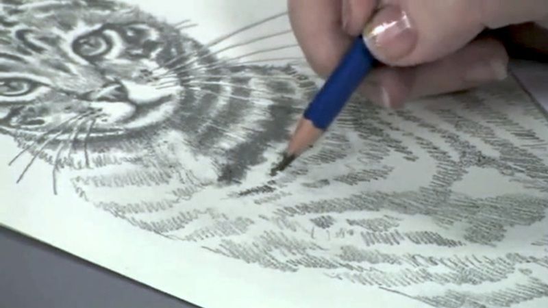 Animal Drawing Techniques: How to Draw a Cat