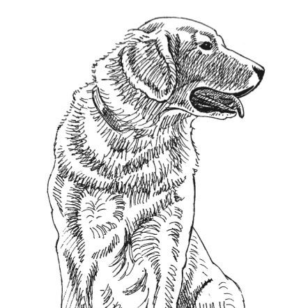 How to Draw a Dog: A Free Drawing and Painting Lesson | Artists Network