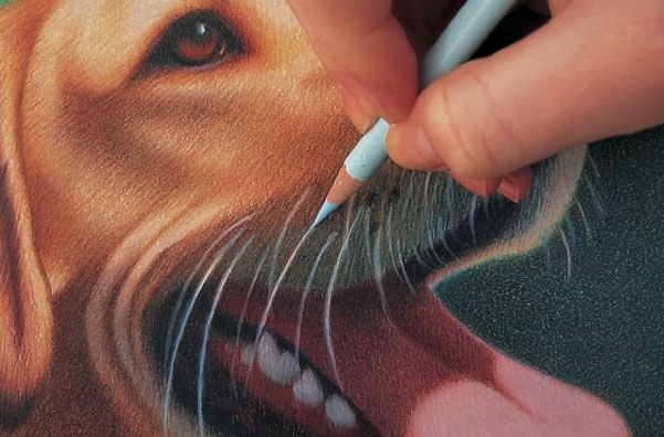 Realistic Animals To Draw Step By Step