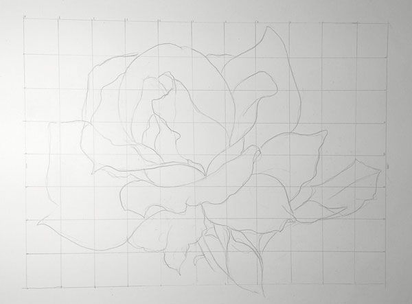 Rose Drawing Vine, Rose, white, leaf, hand png | PNGWing
