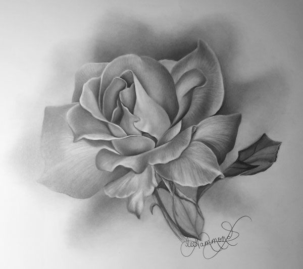 ArtStation - Charcoal drawing of Rose flowers-saigonsouth.com.vn