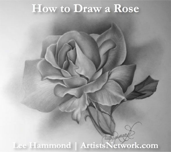 Rose Outline png images | PNGWing