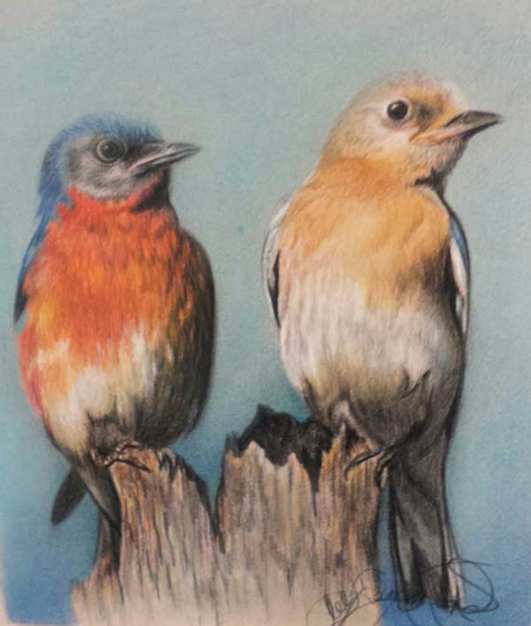 Bird Art Drawing Birds using Graphite & Coloured Pencils