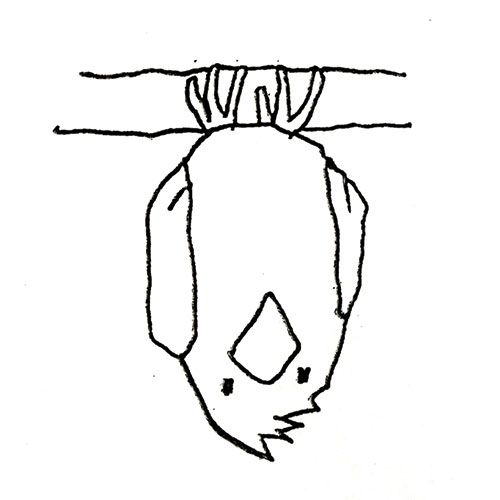 Drawing Beginner upside down bird