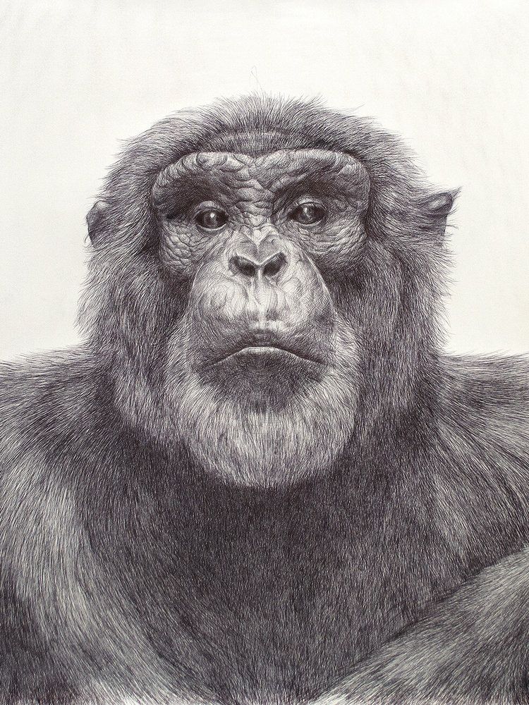 Ballpoint Pen Drawing Demo: When to Step Away? - Realism Today