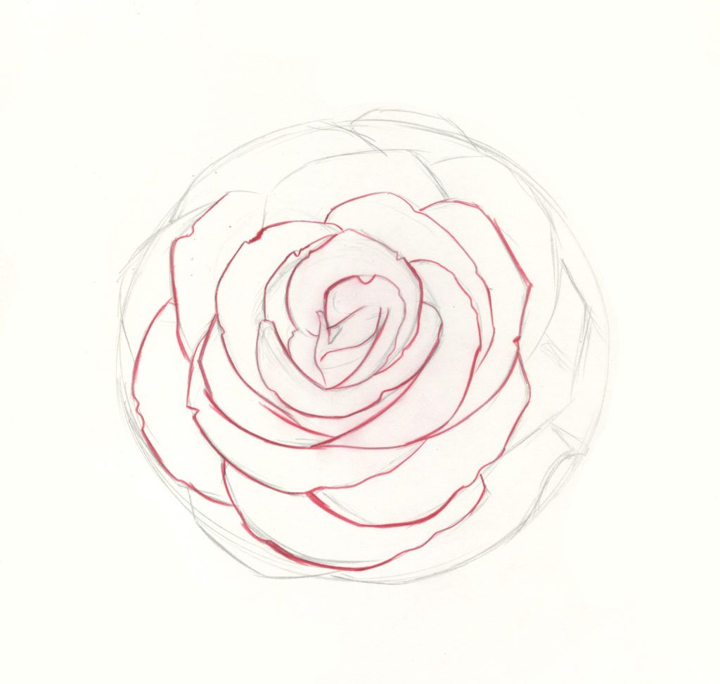 How to Draw Rose Flower - A Step By Step Guide - Cool Drawing Idea-saigonsouth.com.vn
