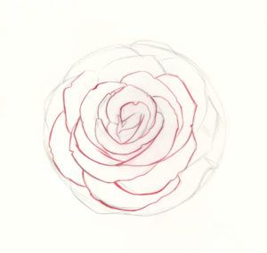 how to draw roses step 8