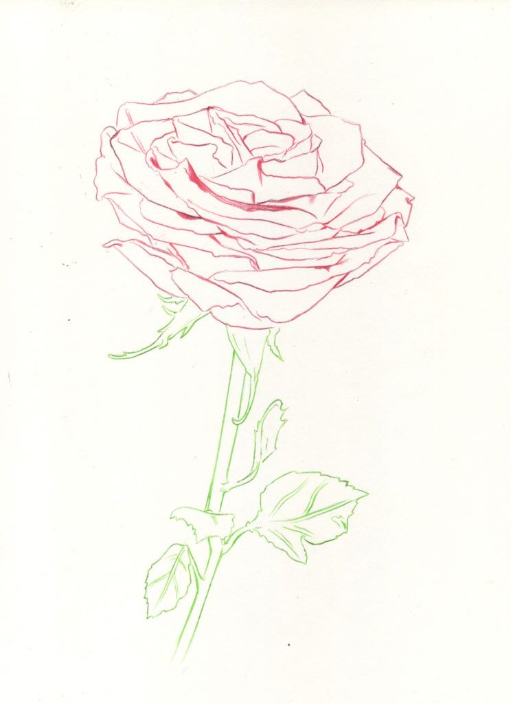 Drawing Roses in Graphite Pencil and Colored Pencil