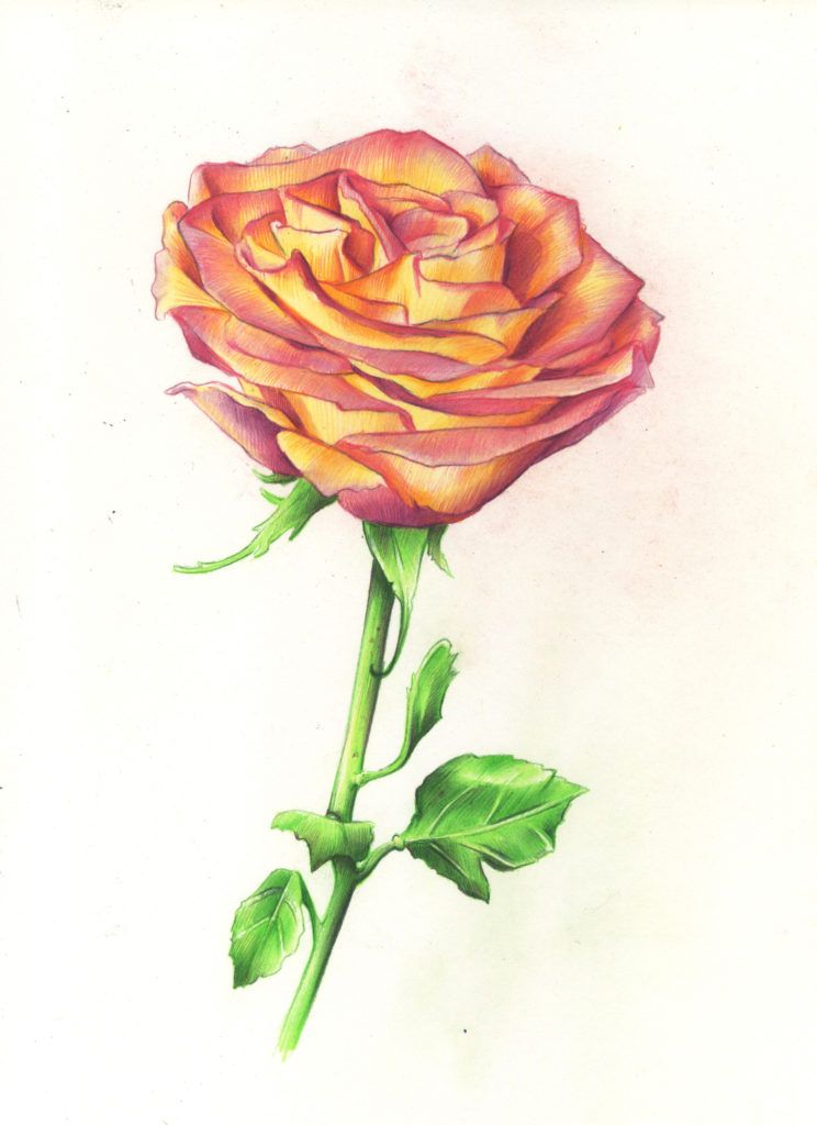 Rose drawings · Sketch a Day