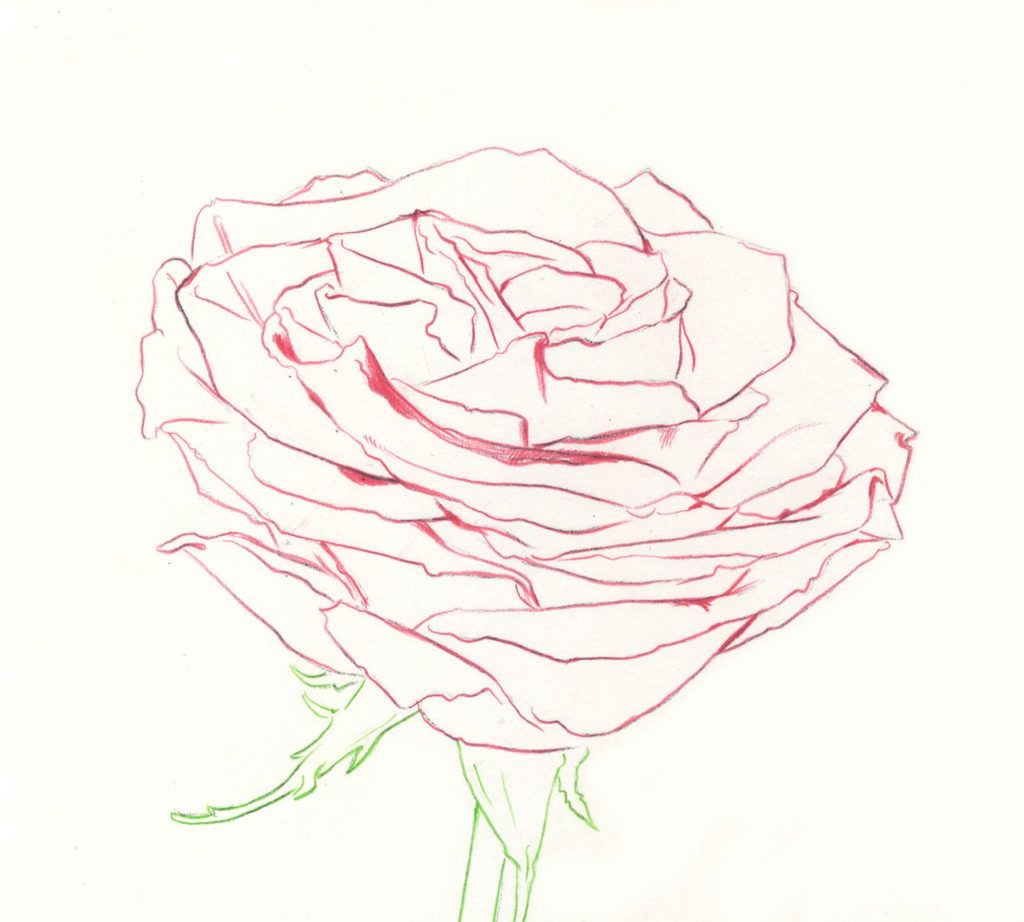 Beautiful monochrome and color sketch rose flower on a white background  Stock Photo  Alamy