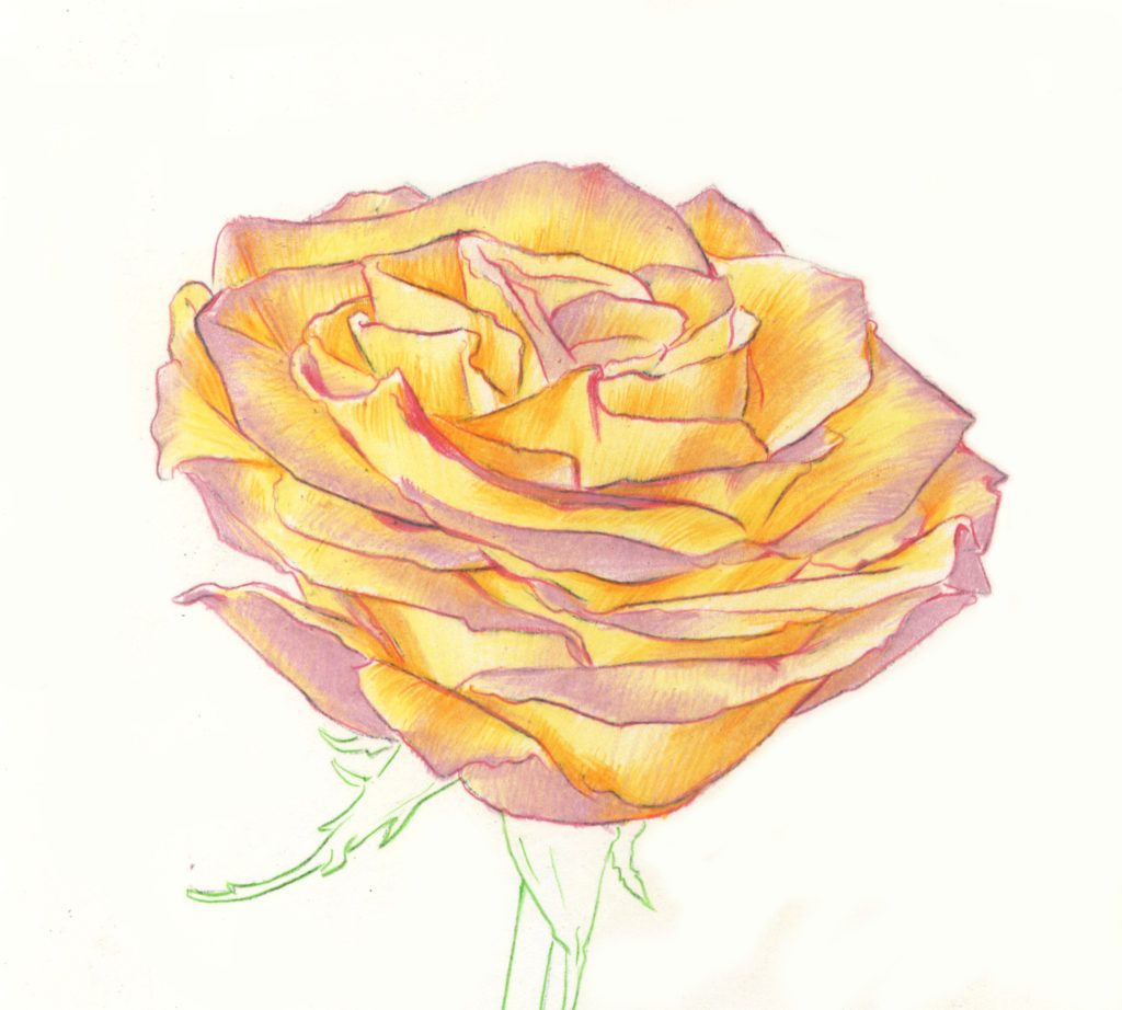 Single Rose Drawing - Drawing.rjuuc.edu.np