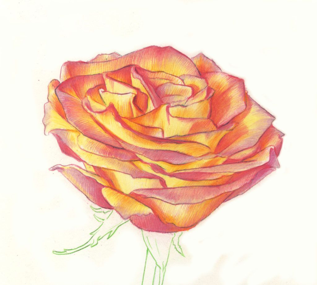 Beautiful Rose Sketch  Drawing Skill