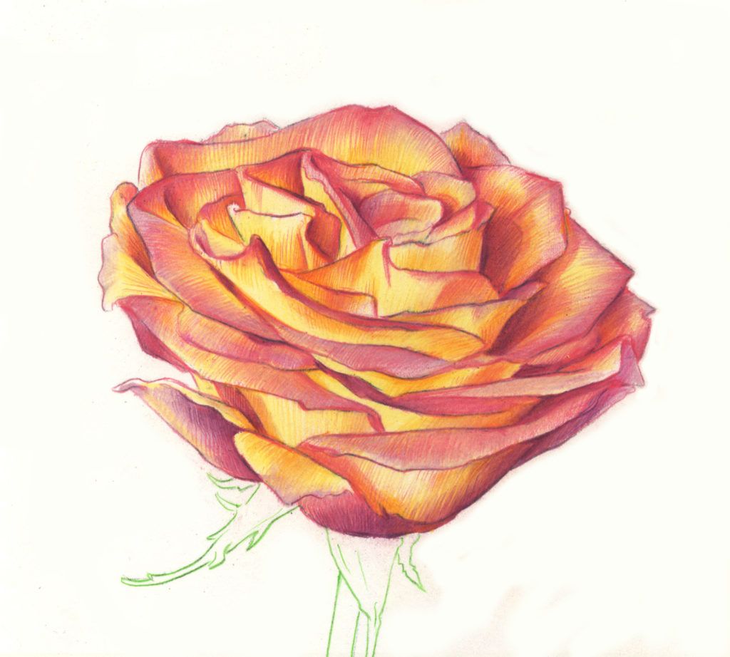 Yunesh Arts  Drawing of Rose flower  Colour pencil art   Facebook