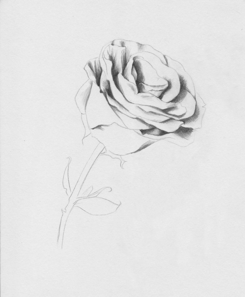 Drawing Roses in Graphite Pencil and Colored Pencil