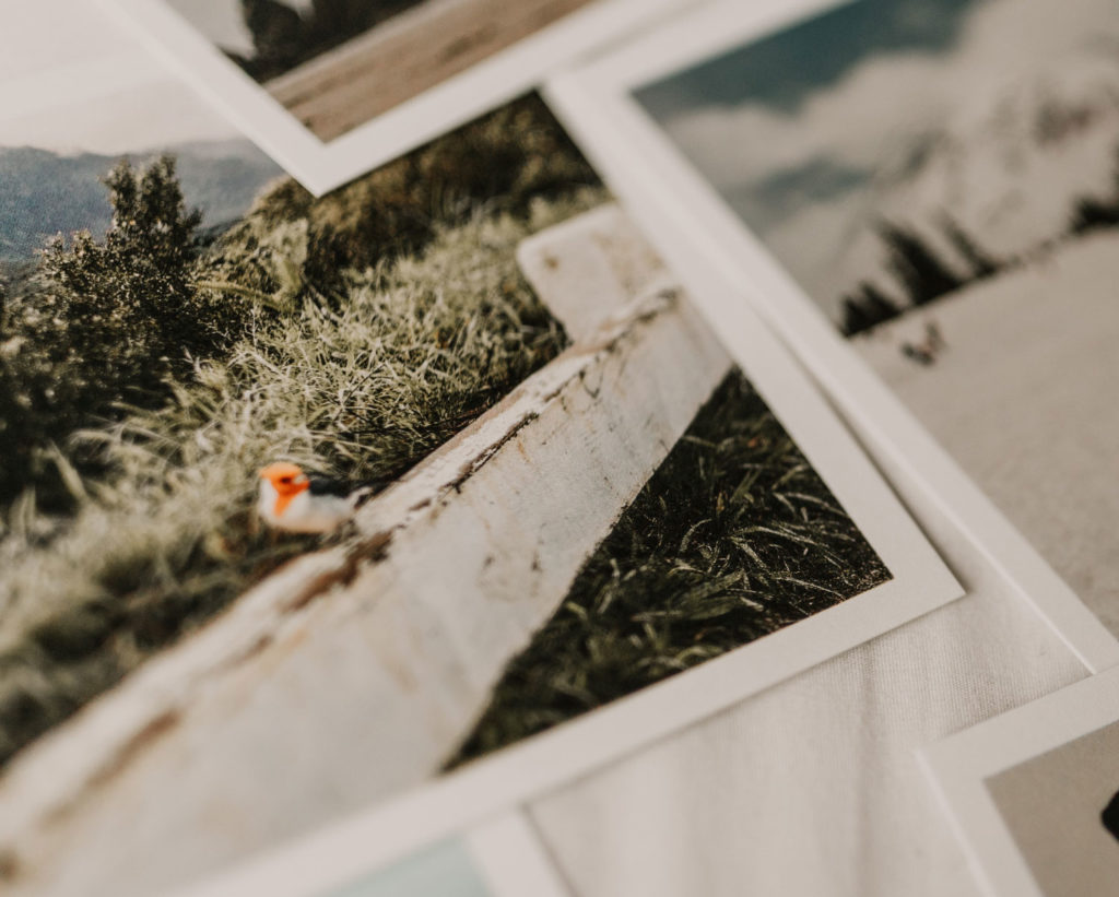 graphite pencil reference photos; Photo by sarandy westfall on Unsplash