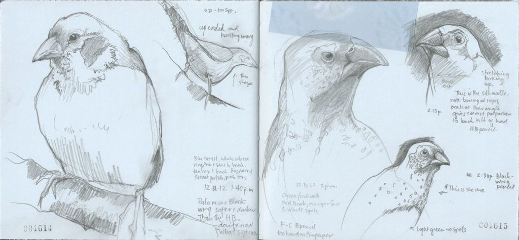 Bird Finches art sketches by Roz Stendahl