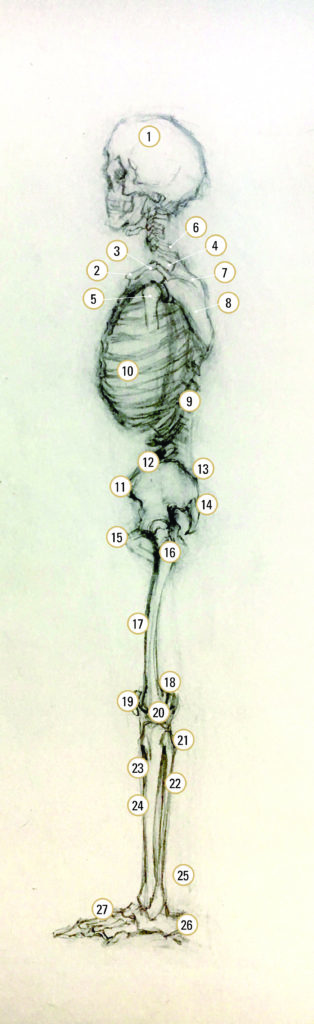 How to draw bodies -- Lea Colie Wight