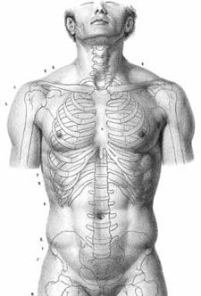 ArtStation - Bones, Muscles and Skin. Human Body Sketch