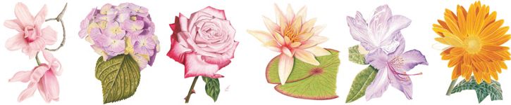 Learn step by step how to sketch roses