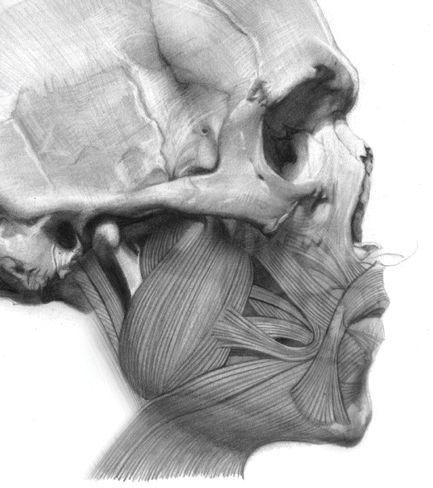 Learn how to measure facial features for accuracy and realism in this free art tutorial.