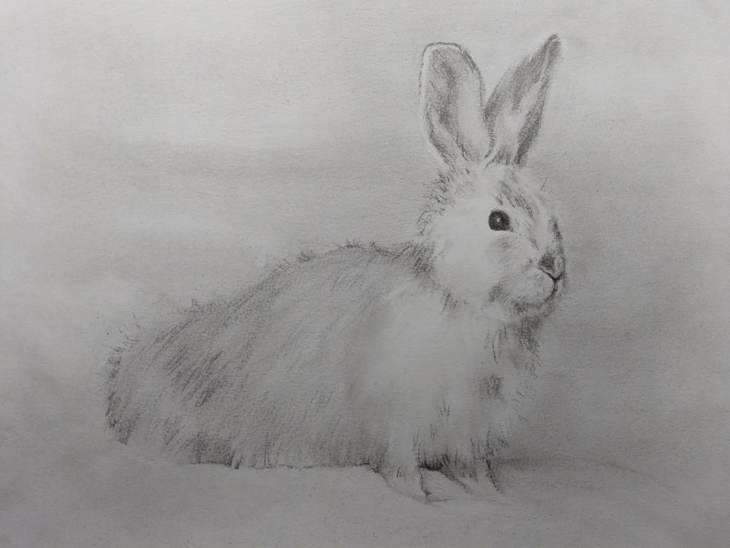 Drawing Together Episode 78: Snow Hare | Artists Network