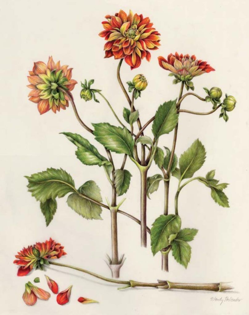 Botanical Artists Still Document the Word of Plants with Pictures