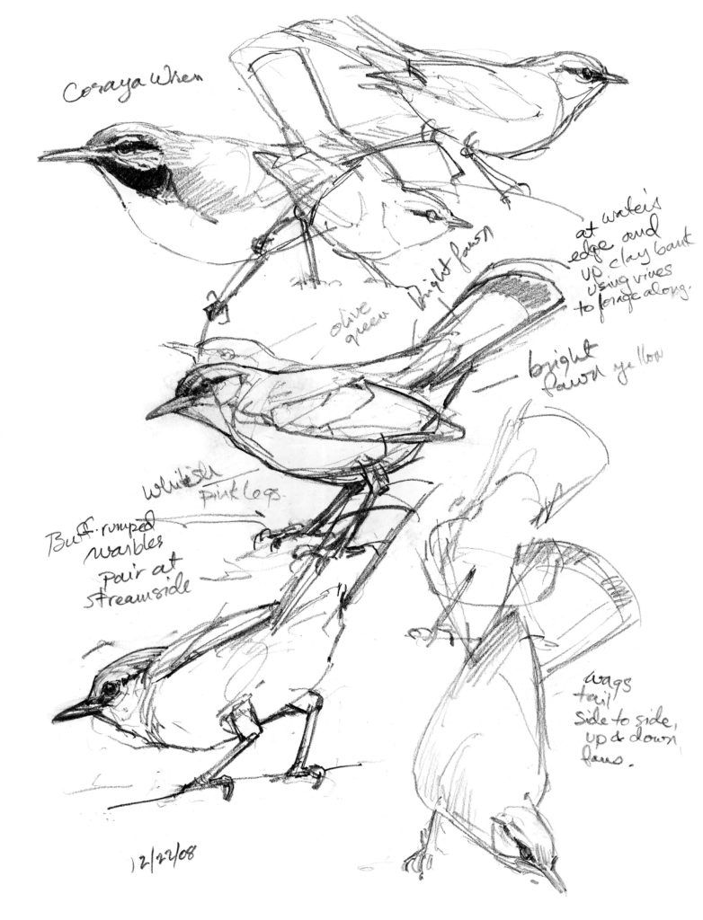How to Go From Watching Birds to Drawing Them | Audubon