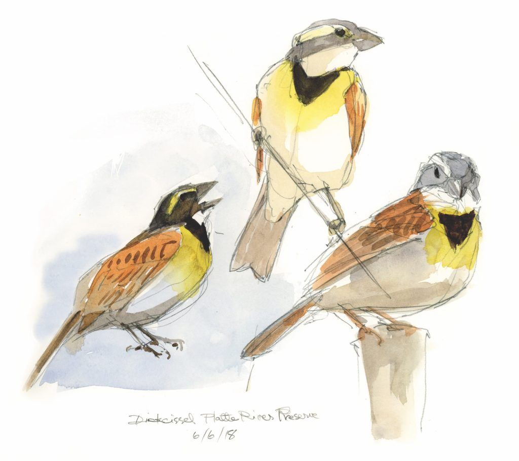 How to Draw Birds: The Step-by-Step Guide to Draw Peacock, Sparrow, Dove,  Flamingo, Parrot, Crane, Eagle, Woodpecker and Many More: Sachdeva, Sachin:  9781539587125: Amazon.com: Books