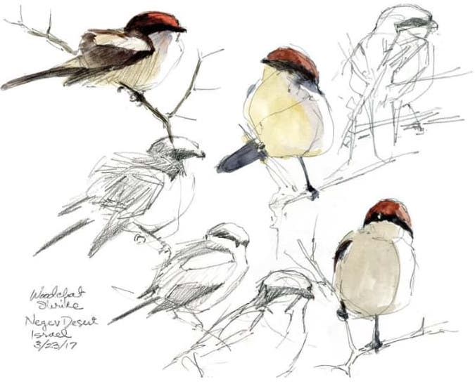 Bird Sketch Images - Free Download on Freepik