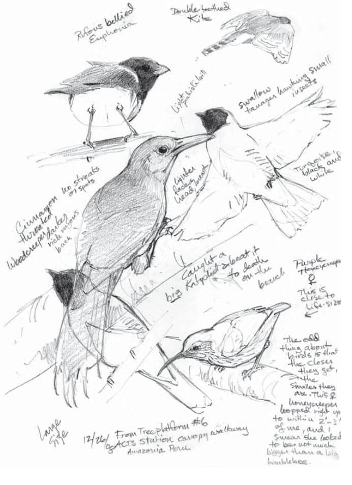 Bird Sketch Images - Free Download on Freepik
