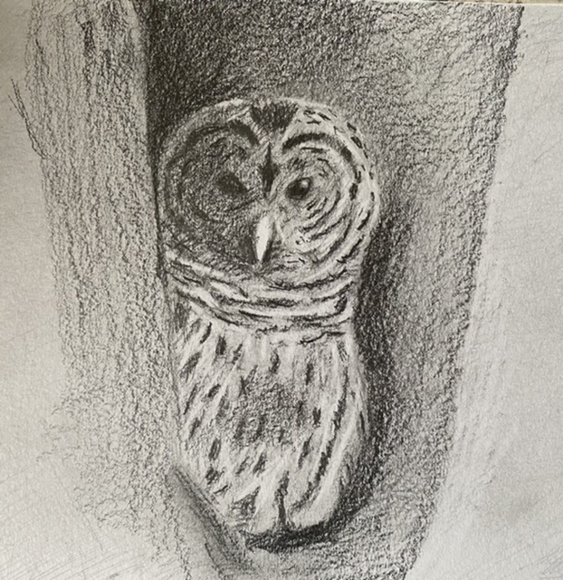 Drawing Together Episode 101: Barred Owl | Artists Network