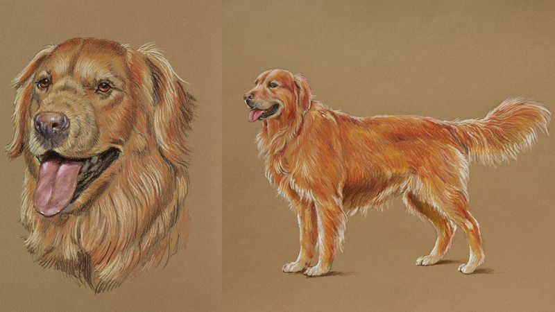 Colored Pencil Animals: How to Draw a Dog | Artists Network