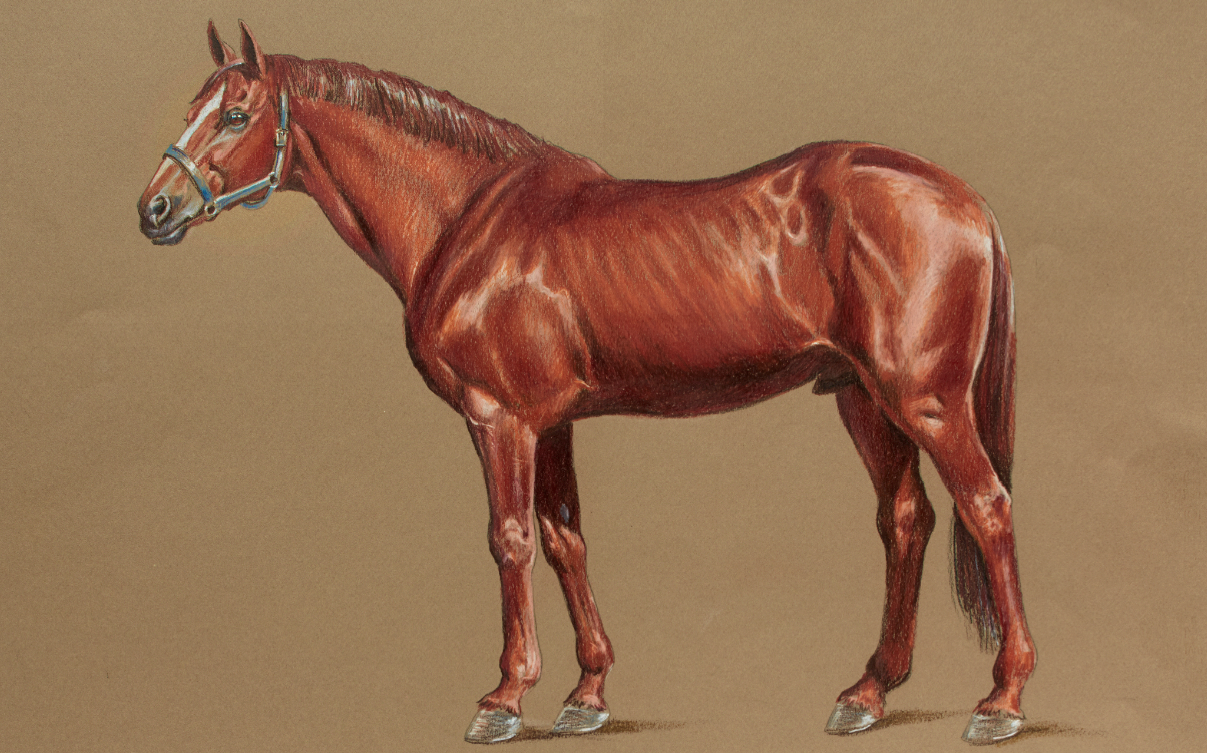 Colored Pencil Animals: How to Draw a Horse | Artists Network