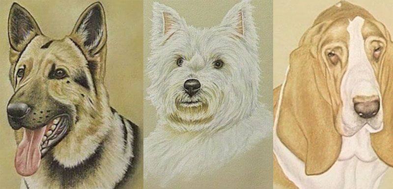 Pastel Pencil Art Techniques by Colin Bradley: Learn How to Draw