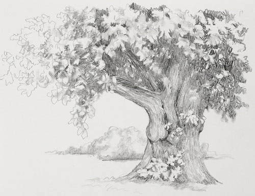 Landscape Drawing Basics with Claudia Nice: How to Draw Deciduous Trees ...