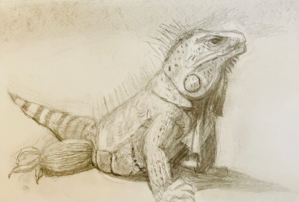 iguana drawings