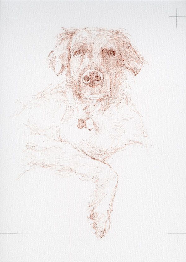 Sketch: Watercolor Pet Portrait Demo